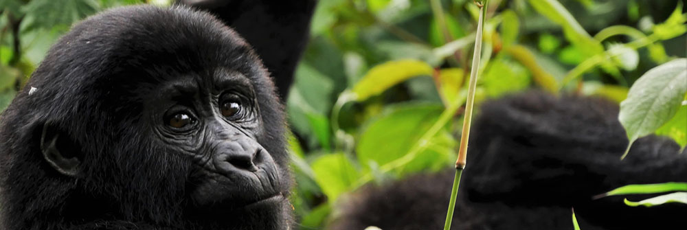 Rwanda safaris & tours