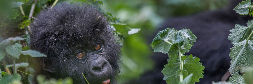 Rwanda safaris & tours