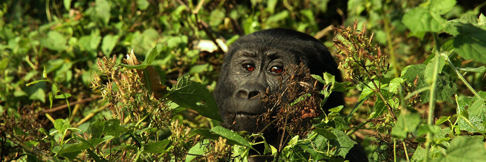 Rwanda safaris & tours