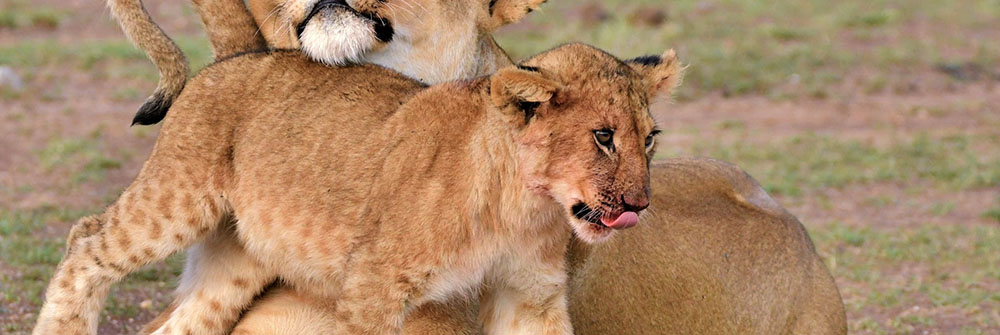 Uganda safaris & tours