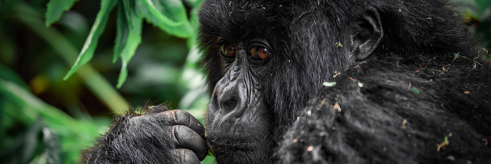 Uganda safaris & tours