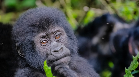 Essential Gorilla Trekking Trips & Advice for Uganda & Rwanda