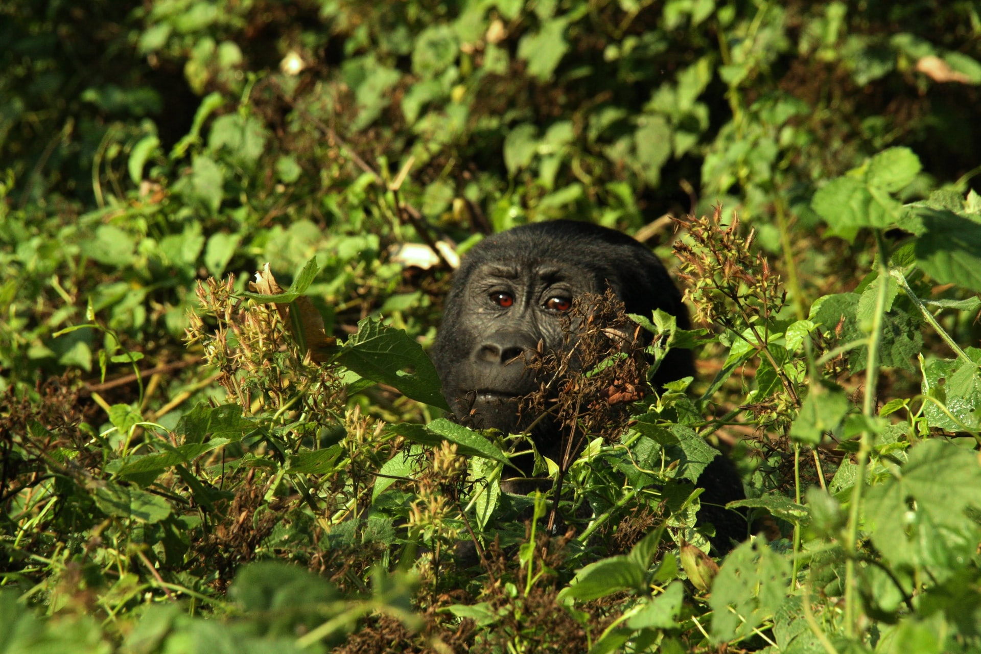 4 Days Double Gorilla Trekking in Rwanda 2026
