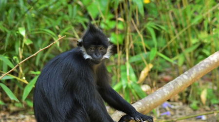 5 Days Rwanda Primates Safari