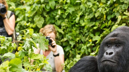 5 Days Uganda Gorillas & Wildlife Safari