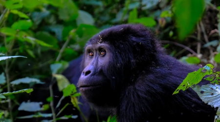 12 Days Best of Uganda Primates, Nature Trekking & Wildlife Safari