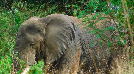 12 Days Rwanda Primates, Leisure & Wildlife Safari