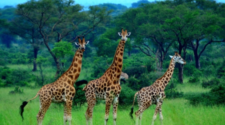 18 Days Grand Primates & Wildlife Safari in Uganda