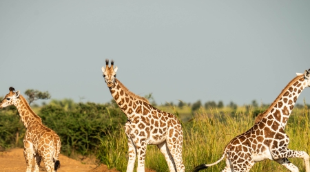 21 Days Grand Uganda Safari