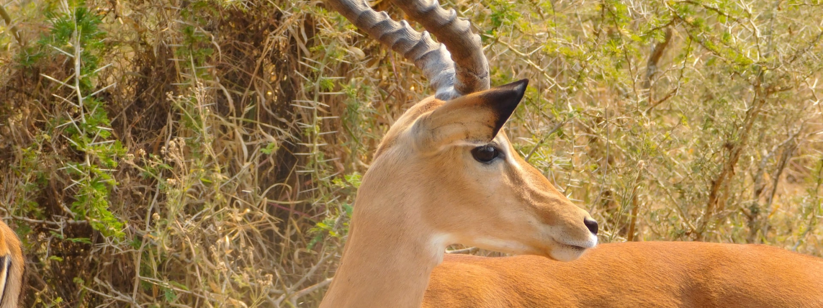 4 Days Akagera Wildlife, Balloon & Community Tour