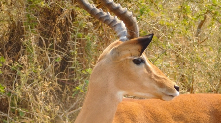 4 Days Akagera Wildlife, Balloon & Community Tour