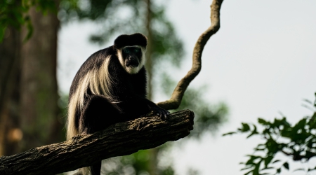 4 Days Nyungwe Chimpanzees & Colobus Monkey Trekking Safari