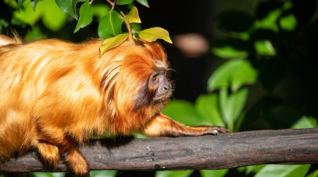 4 Days Rwanda Gorillas & Golden Monkeys Safari