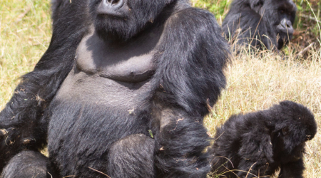 Magical Gorilla Trekking. Is Uganda & Rwanda Safe for Safaris & Tours