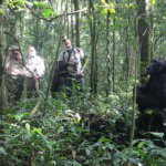 Uganda Safari Tours Chimpanzee Tracking