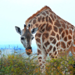 Giraffe Uganda Safari Tours