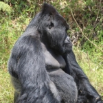 Uganda Safari Tours Gorilla Trekking in Bwindi