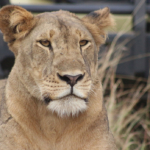 spot Lions on Uganda Safari Tours