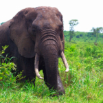 spot the Lions of Queen Elizabeth on Uganda Safari Tours