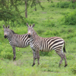 Uganda Safari Tours Zebras
